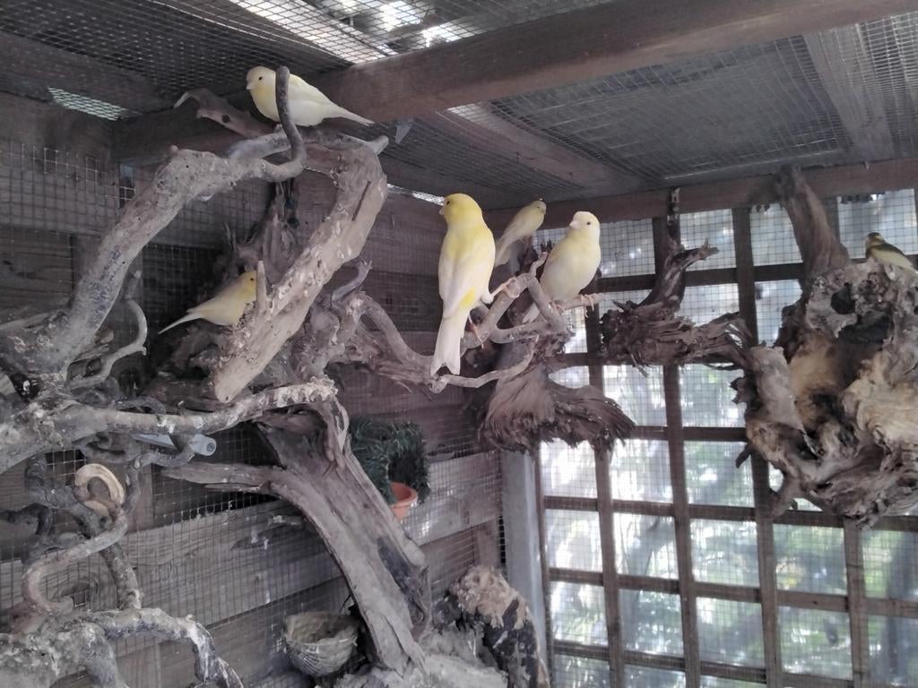 Gele  Kanaries, Animaux & Accessoires