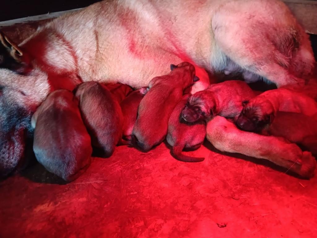 Chiots FCI de la gamme Malines, Animaux & Accessoires, 8 à 15 semaines, Plusieurs, Éleveur | Loisir, Hépatite contagieuse (maladie de Rubarth)