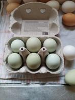 Groen legger broedeieren, Animaux & Accessoires