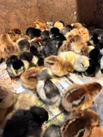 Kuikens, Dieren en Toebehoren, Pluimvee