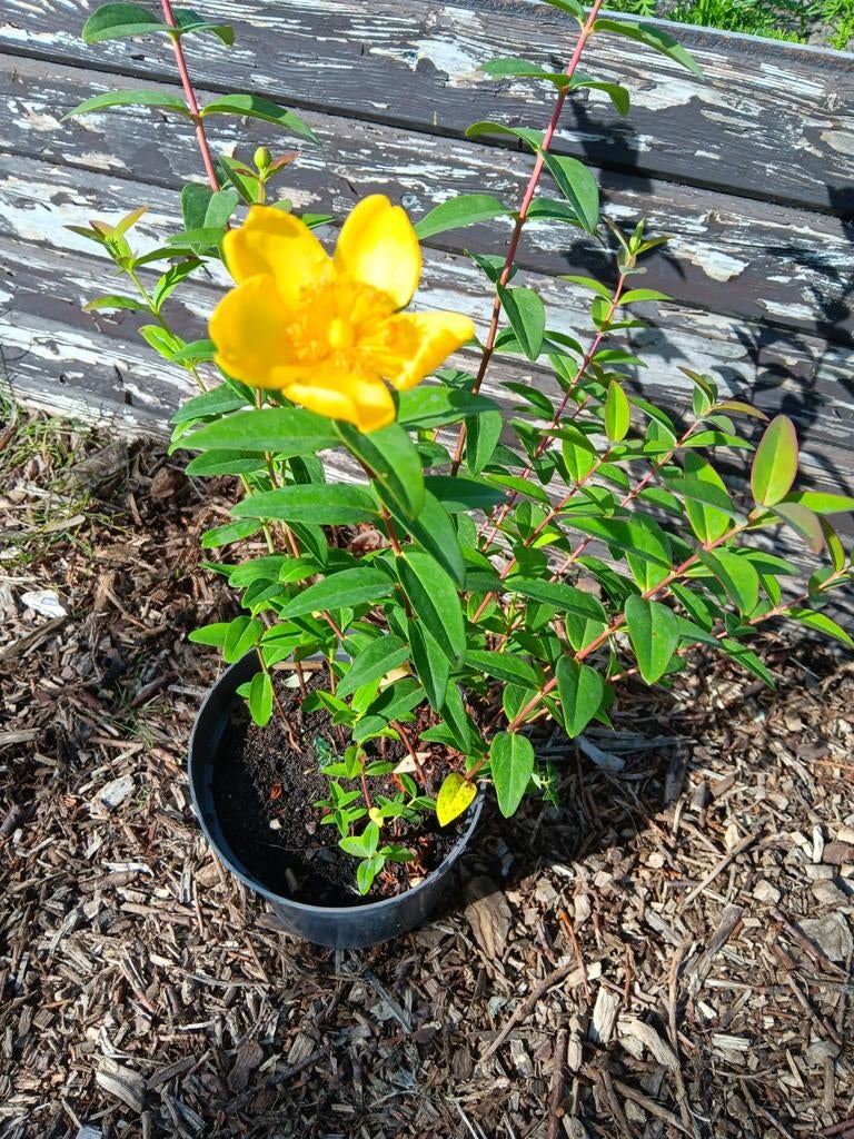 Hypericum hidcote, Enlèvement, Arbuste, Moins de 100 cm