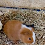 Jong cavia van maart 2026, Dieren en Toebehoren, Maart, Mannelijk, Cavia