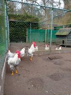 Tekoop haan  leghorn isabelpatrijs, Dieren en Toebehoren