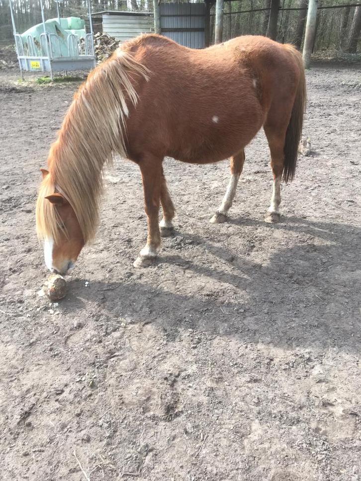 Welsh pony zeer braaf, Animaux & Accessoires, Poneys, Jument, Débourré, Poney B (1.17 m à 1.27 m), Poney d'attelage, 11 ans ou plus