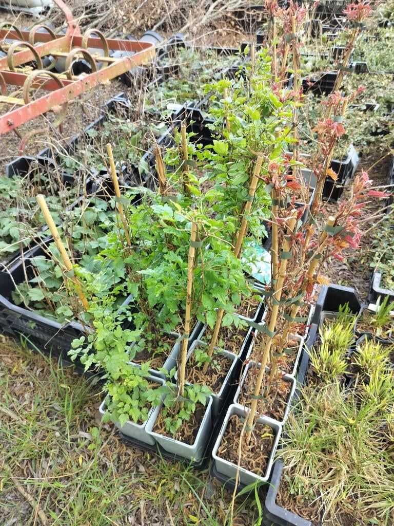 Clématite Vitalba, vigne. 3€/pièce plante grimpante. 50, Enlèvement ou Envoi, Été, Plante fixe, Plantes grimpantes