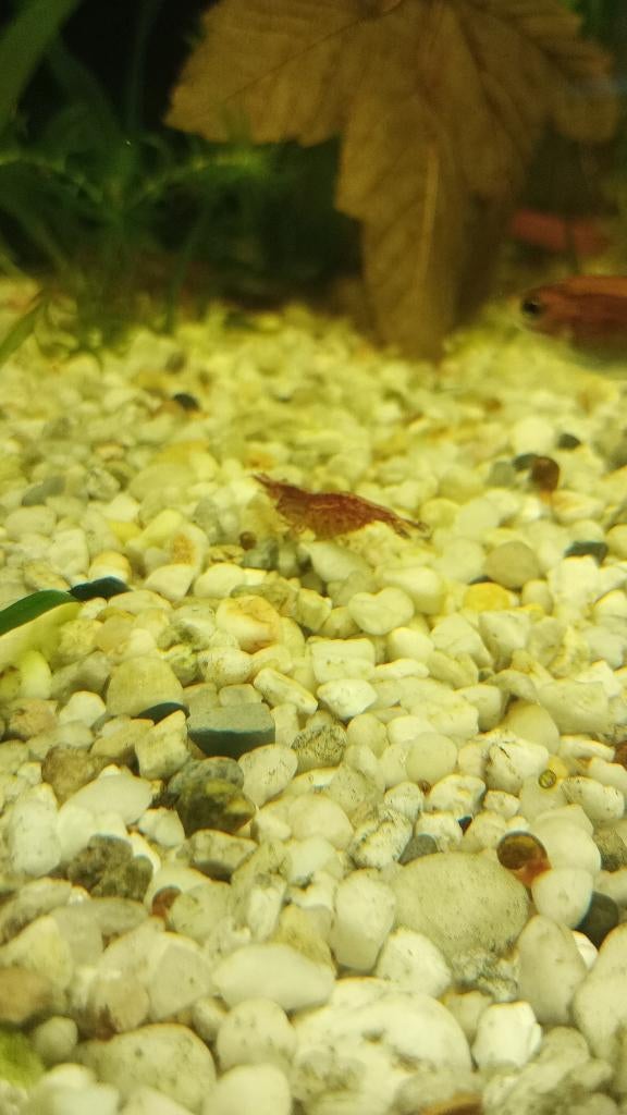 garnalen, vallisneria te koop, Kreeft, Krab of Garnaal, Zoetwatervis