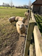 SCHAPEN TE Koop, Mâle, Mouton, 0 à 2 ans