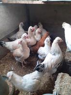 Jonge hanen, Dieren en Toebehoren, Pluimvee