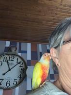 Zeer lieve handtamme pyrhurra lutino, Dieren en Toebehoren, Mannelijk, Parkiet, Geringd