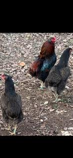 Te koop Araucana kippen 1, haan en 2, kippen, Dieren en Toebehoren