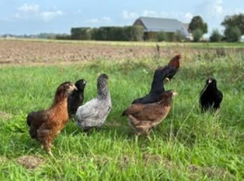 Marans, Cream Legbar, Araucana et Eurocana, Animaux & Accessoires, Poule ou poulet