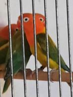 Fischeri opaline , kweekrijp, geboren mei 2025