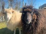Ouessant schapen 2 ooitjes en gecastreerd rammetje, Meerdere dieren, Schaap, 3 tot 5 jaar