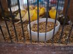Kweekrype kanaries  geel 15euro stuk, Dieren en Toebehoren
