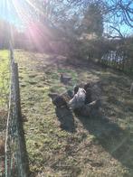 jonge Mechelse koekoek haan, Mannelijk, Kip