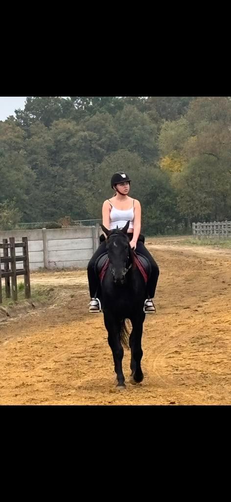 Paard te koop, Animaux & Accessoires, Chevaux, Hongre, M, 170 à 175 cm, 7 à 10 ans, Cheval de récréation, Avec pedigree, Avec puce électronique