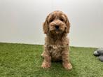Chiots Cockapoo (F1), Hépatite contagieuse (maladie de Rubarth), Plusieurs, Belgique, Plusieurs animaux