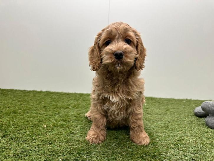 Chiots Cockapoo (F1), Animaux & Accessoires, Chiens | Sans pedigree, Plusieurs animaux, Éleveur | Professionnel, Plusieurs, Belgique