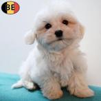 Bichon Maltais - chiots belges à vendre, Commerçant, Bichon maltais, 8 à 15 semaines, Plusieurs