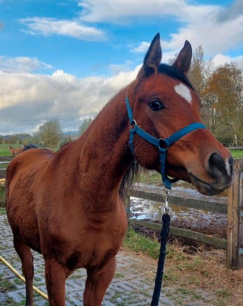 1m57, bijna 3-jarige arabische volbloed ruin, arabier, Ruin, Ontwormd