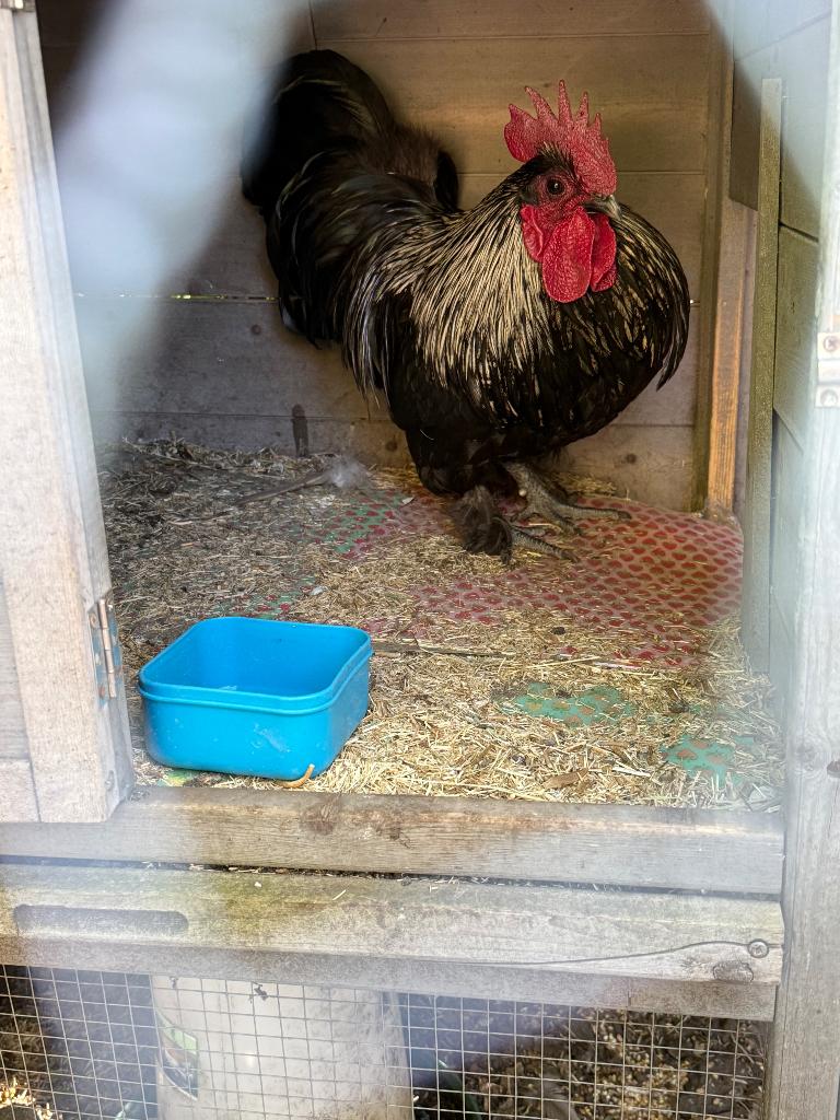 Haan af te halen, Mâle, Poule ou poulet