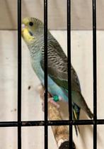 Blackwing grasparkiet, Plusieurs animaux, Perruche, Bagué