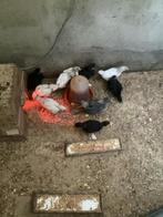 Australorp kuikens