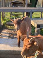Knap dwerggeiten bokje, Dieren en Toebehoren, Mannelijk, Geit, 0 tot 2 jaar
