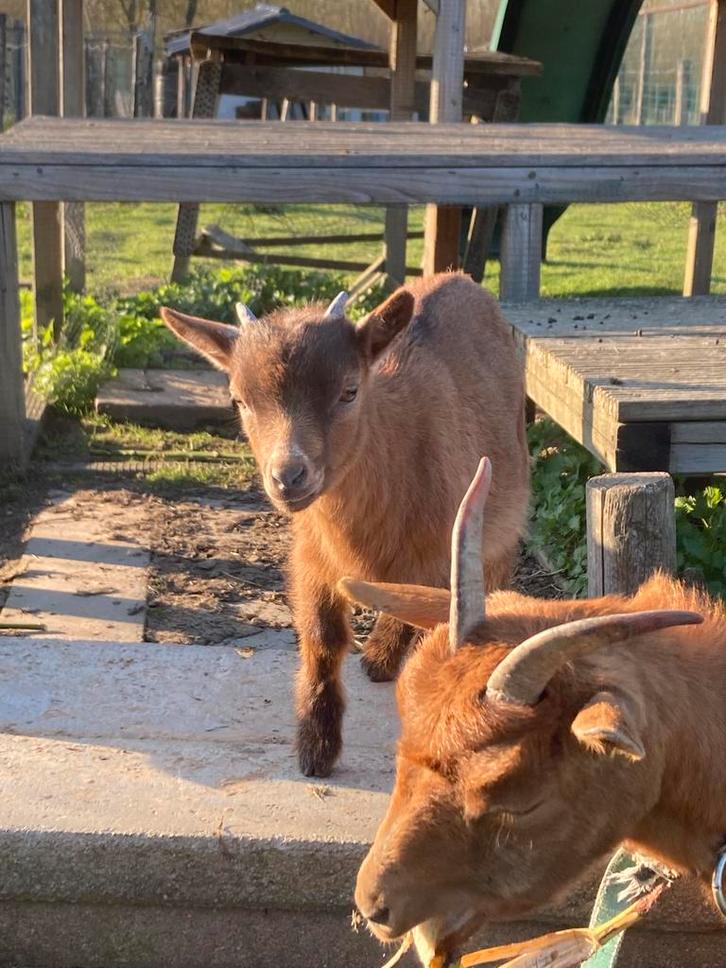 Knap dwerggeiten bokje, Dieren en Toebehoren, Schapen, Geiten en Varkens, Geit, Mannelijk, 0 tot 2 jaar