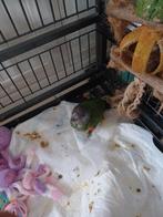 Boerke 2 maanden oud ,eet nog pap goed voor tam te maken, December, Tam