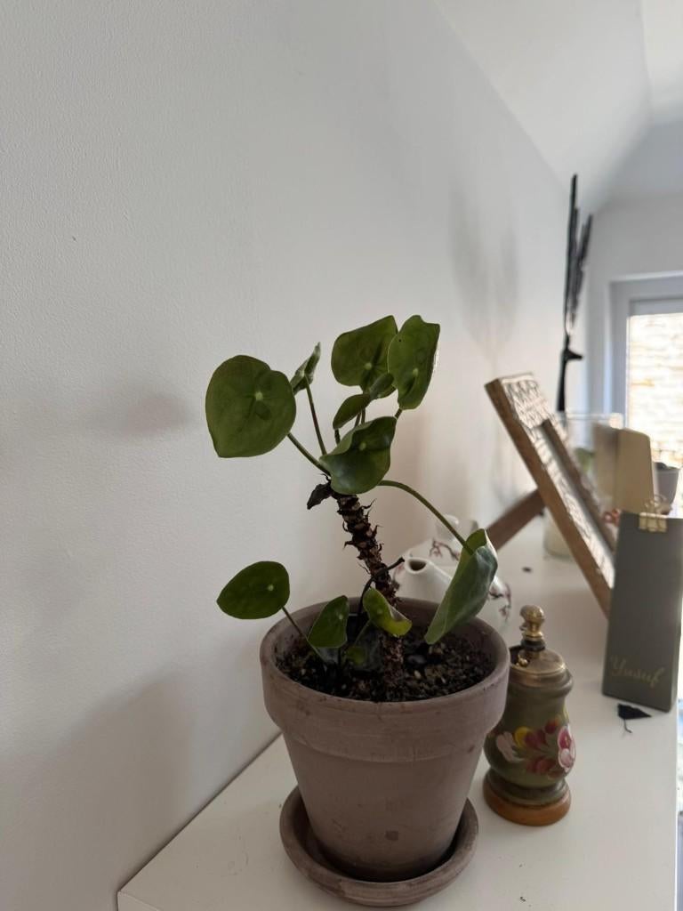 Plante d'intérieur - pot inclus, Maison & Meubles, Plantes d'intérieur, Enlèvement ou Envoi, En pot