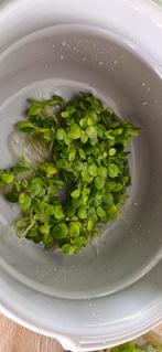 Amazone kikkerbeet, Dieren en Toebehoren