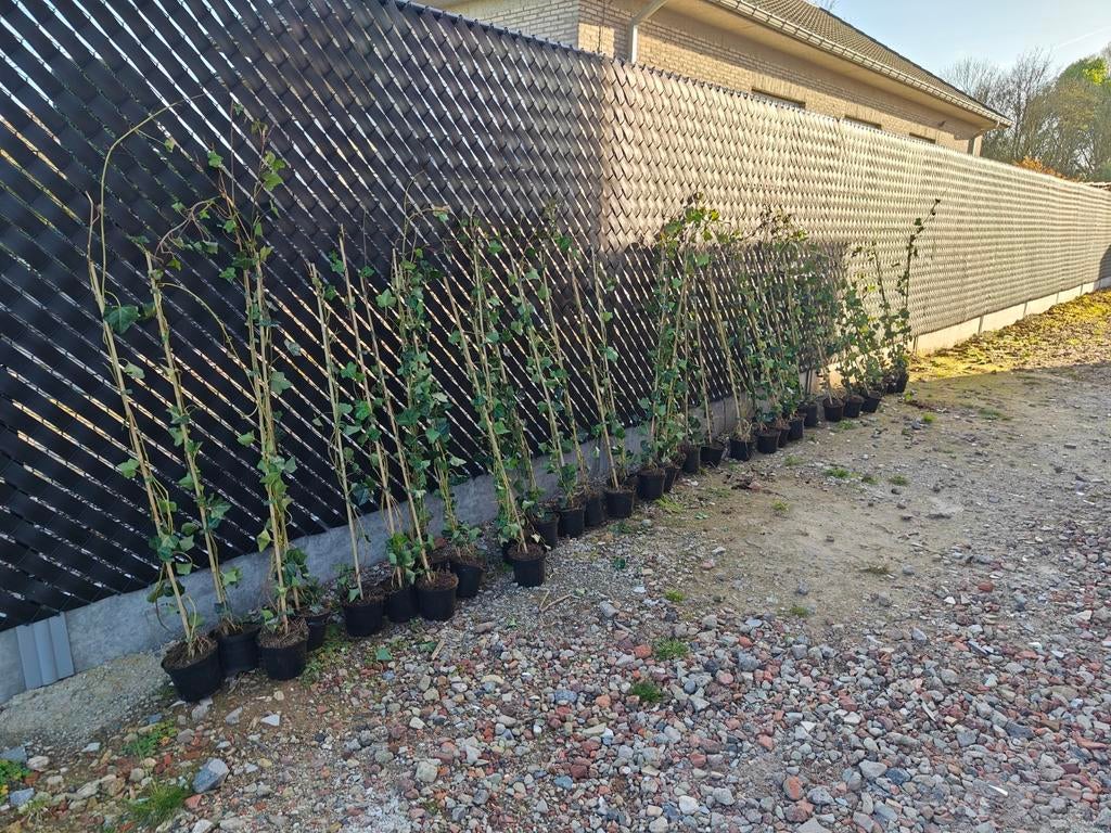 38 klimop planten Hedera Hibernica., Jardin & Terrasse, Enlèvement, Autres espèces, Haie