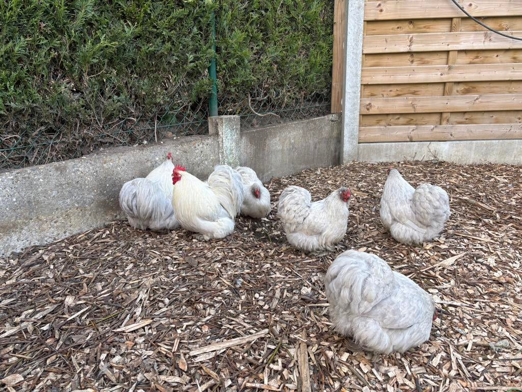 2 trio’s cochin parelgrijs uit tt bloedlijnen, Dieren en Toebehoren, Pluimvee