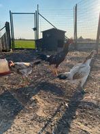 Broedeieren hint shamo, Geslacht onbekend, Kip