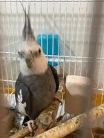 Calopsitte, Animaux & Accessoires, Oiseaux | Perruches & Perroquets, Mâle, Perruche