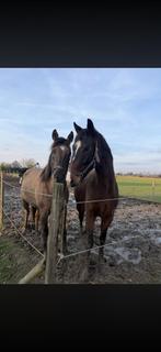 Halve stal gezocht Londerzeel, Animaux & Accessoires, Chevaux, Débourré