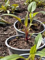 Plantes d'échinacée pot 10 cm couleurs divers; 5 pièces = 4€, Jardin & Terrasse, Enlèvement