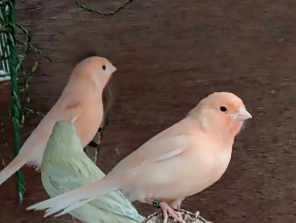 kanarie jongen 2026, Meerdere dieren, Kleurkanarie