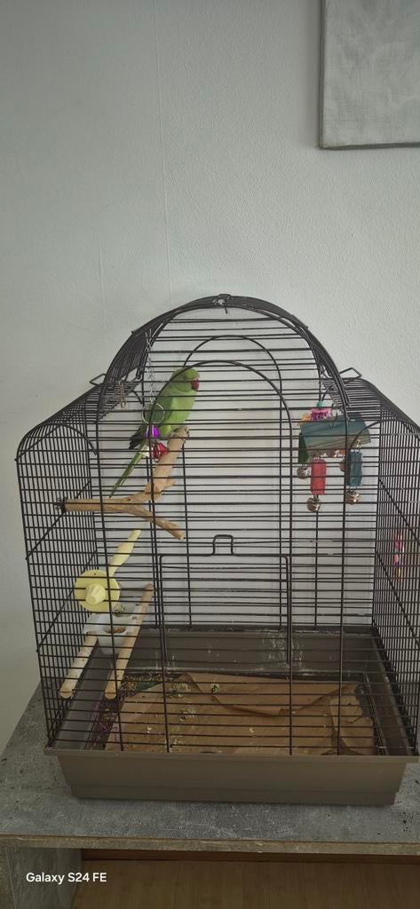 Halsbandparkiet met kooi 150 is niet tam is 1 jaar, Mâle, Perruche, Bagué