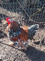 brahma haan, Dieren en Toebehoren, Pluimvee, Mannelijk, Kip