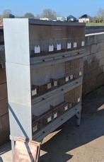 3 kweekkooien, Dieren en Toebehoren, Ophalen