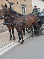 koets paard, Dieren en Toebehoren, Merrie, Niet van toepassing, Gechipt, 160 tot 165 cm