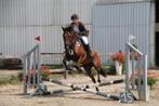 Paard daimond, Dieren en Toebehoren, Paarden, Gechipt, Springpaard, Ruin, Zadelmak