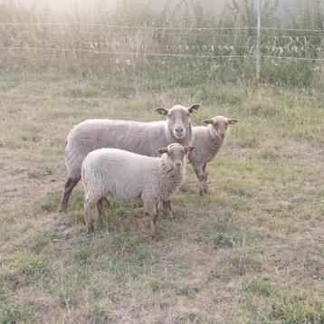 ooi met twee ooilammeren