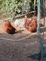Rood orpington kriel koppel, Meerdere dieren, Kip