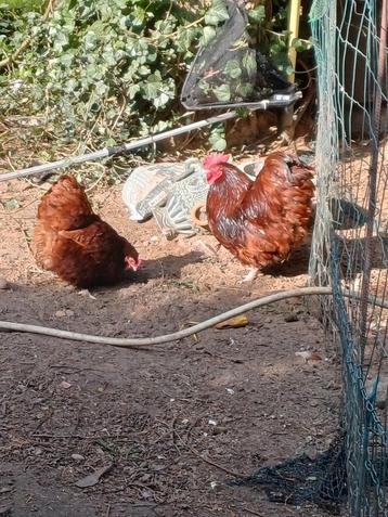 Rood orpington kriel koppel beschikbaar voor biedingen