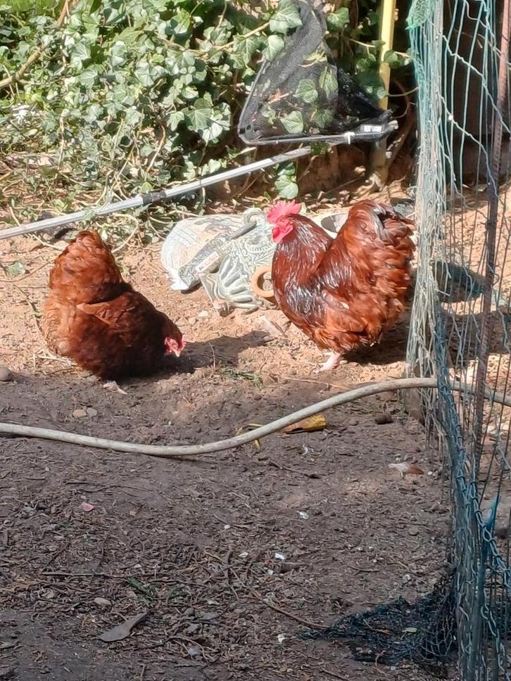 Rood orpington kriel koppel, Dieren en Toebehoren, Pluimvee, Kip, Meerdere dieren