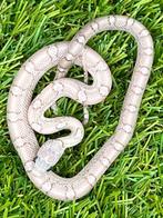 Korenslang 3 maand oud, soort: Hypo Pewter, Dieren en Toebehoren, Reptielen en Amfibieën, Slang, Tam, 0 tot 2 jaar
