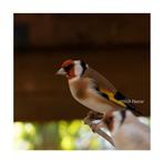 Putter man split bruin  kans bruinpastel 2025, Animaux & Accessoires, Oiseaux | Oiseaux Autre, Plusieurs animaux, Oiseau chanteur sauvage